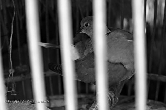 Desa Adat Sade Lombok