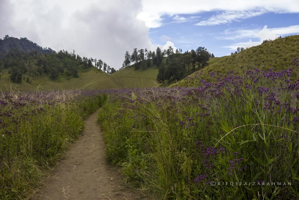 Tanaman parasit di sabana Oro-oro Ombo, Gunung Semeru