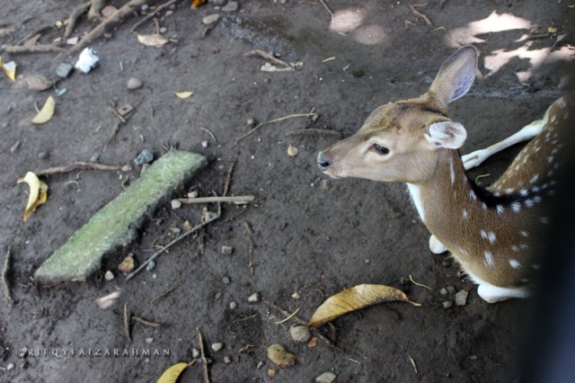 Seekor rusa sedang istirahat berteduh, tak acuh dengan sorot mata manusia yang melihat polahnya dari balik pagar