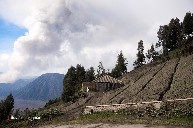 Ladang sayuran yang tertutup abu vulkanis. Awalnya merugikan, namun kelak akan semakin menyuburkan.