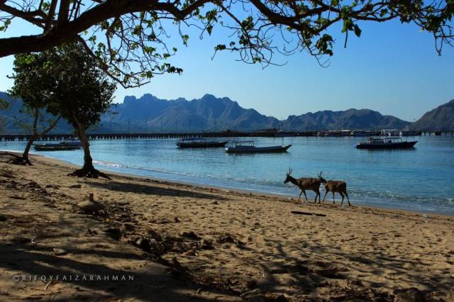 Taman Nasional Komodo Nusa Tenggara Timur
