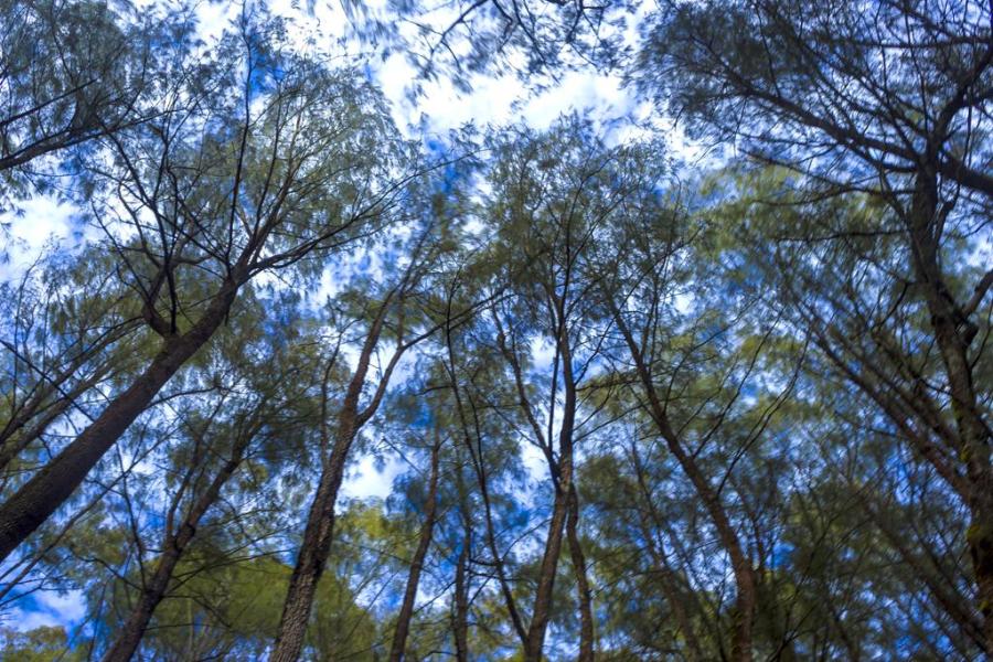 Hutan di Pegunungan Putri Tidur