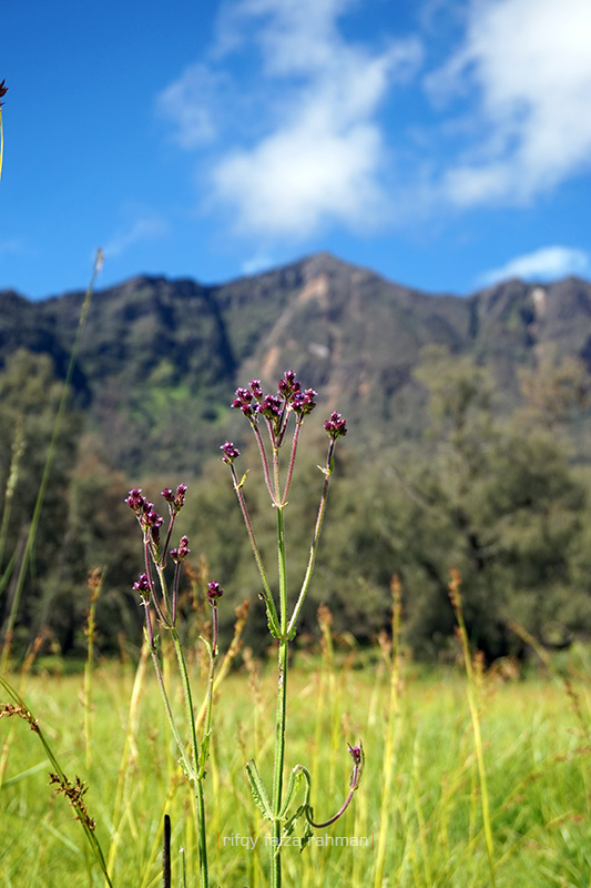 Lembah Kijang Gunung Arjuno