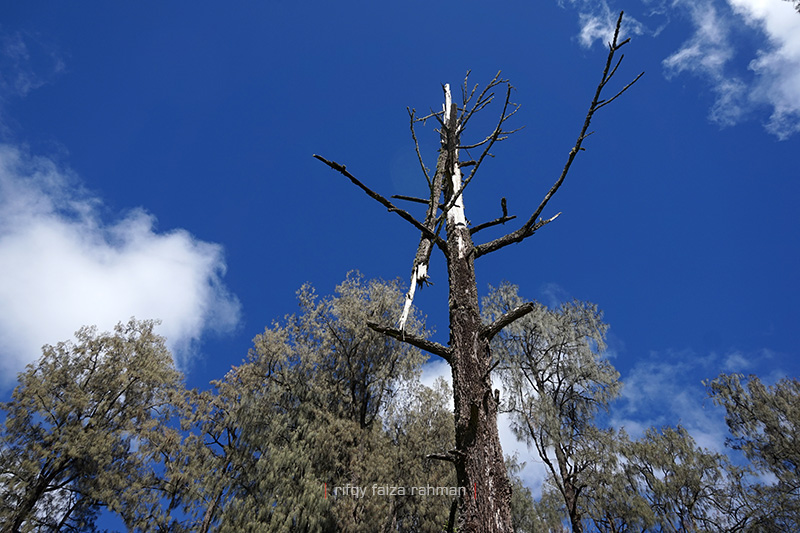 Lembah Kijang Gunung Arjuno