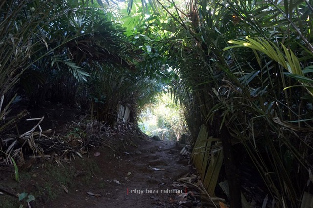 Jalan setapak yang membelah kebun salak ke arah Kapas Biru. Di sepanjang jalan raya Ampelgading-Pronojiwo juga banyak dijumpai kebun salak milik warga.