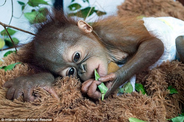 Asoka, bayi orangutan yang ditemukan warga lokal di hutan hujan Ketapang. Kini dalam perlindungan International Animal Rescue (IAR) di pusat rehabilitasi di Ketapang, Kalimantan Barat