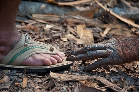  Orangutan Borneo (Pongo pygmaeus) menyentuh alas kaki seorang ranger dengan ujung jari di Taman Nasional Tanjung Puting