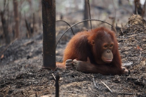 Orangutan dan kebakaran hutan (Foto oleh Borneo Orangutan Survival Foundation)