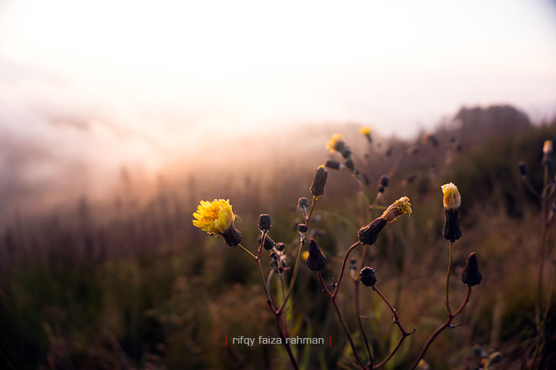 Pendakian Gunung Butak Jalur Batu