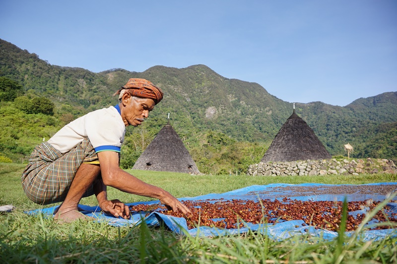 Rofinus, satu di antara tiga ketua adat Wae Rebo tengah menjemur kopi di pagi yang cerah