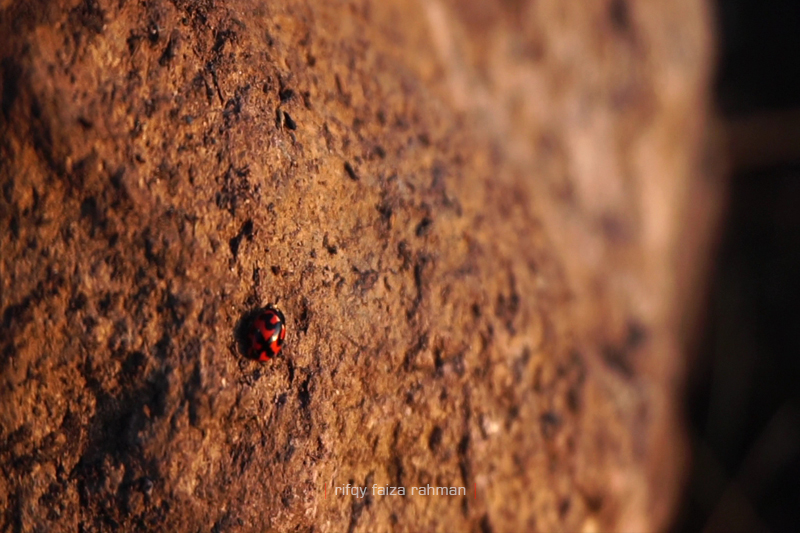 Pendakian Gunung Butak Jalur Batu