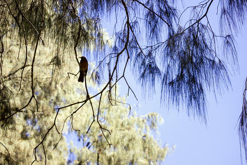 Siluet burung sejenis sepah gunung bertengger di antara ranting pohon cemara gunung di Kalimati