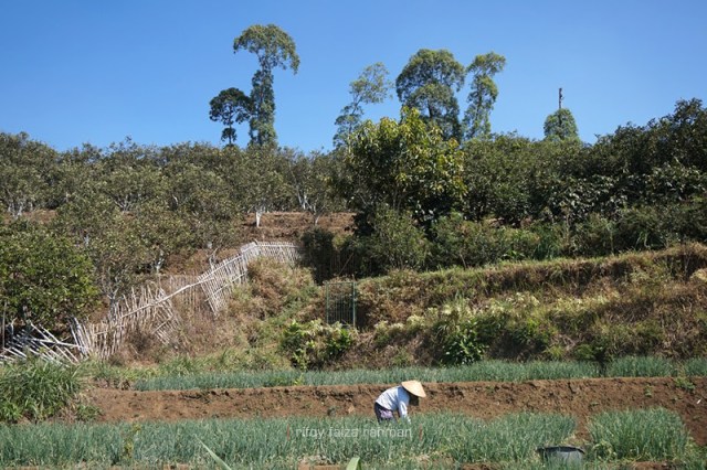 Regenerasi petani menjadi hal yang patut diperhatikan untuk keberlanjutan pertanian