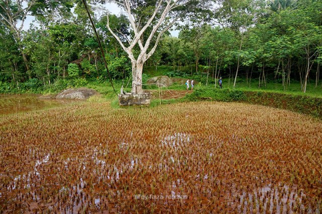 Tlogo Guyangan, telaga yang sudah menjadi persawahan. Di dekat pohon besar itu, terdapat sumur mata air yang menghidupi masyarakat Kampung Pitu.