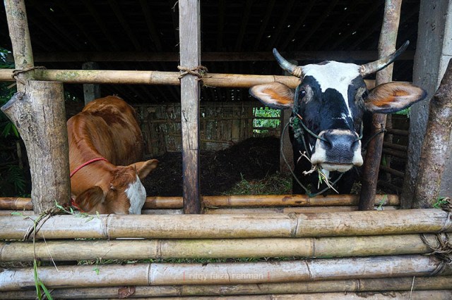 Selain bertani di sawah, beberapa warga juga memiliki hewan ternak seperti sapi