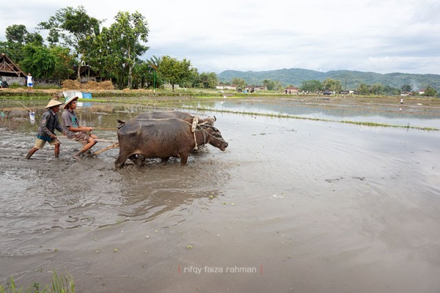 Sitam mencoba membajak sawah secara tradisional