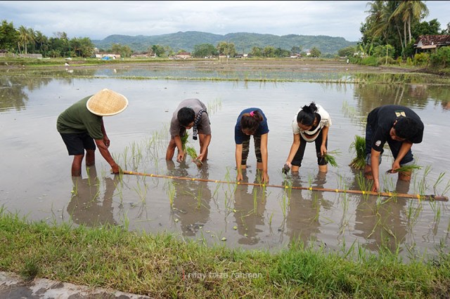 Joyo (kiri) mengarahkan Sitam (dua dari kiri) dan yang lain menanam padi