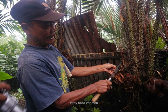Harsono menunjukkan contoh bunga pada pohon salak