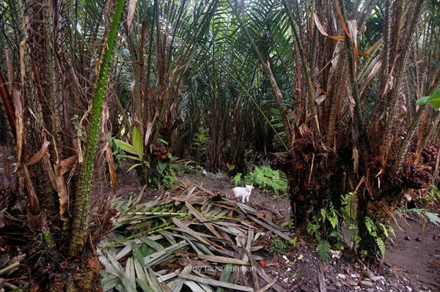 Regenerasi pohon adalah cara terbaik meningkatkan produktivitas salak setelah dilarangnya perluasan lahan oleh pemerintah setempat