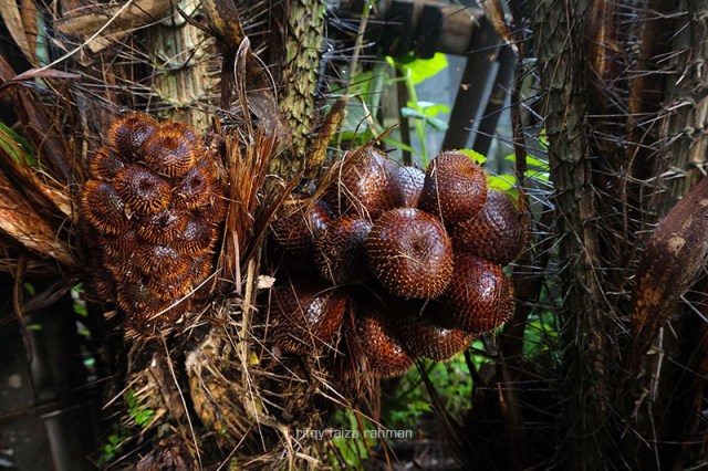 Salak adalah komoditas andalan Pancoh dan Kabupaten Sleman