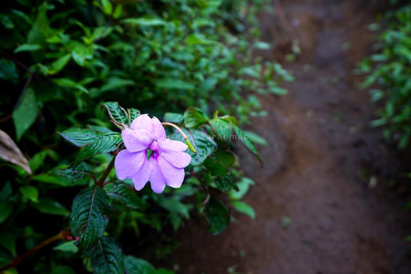 Senggani, sejenis tumbuhan perdu yang banyak ditemukan di jalur Suwanting