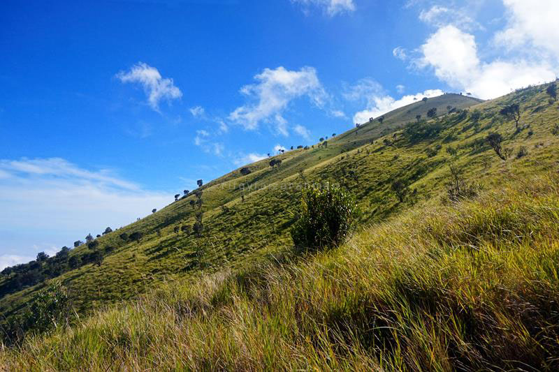 Hamparan sabana luas adalah nilai plus jalur pendakian Suwanting selain ketersediaan air