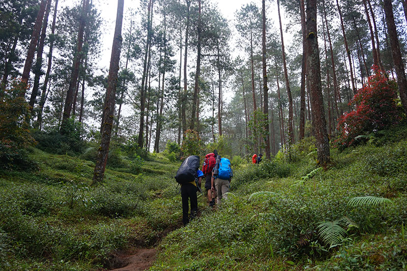 Hutan pinus adalah vegetasi yang tumbuh sepanjang gapura pendakian sampai di atas Lembah Gosong