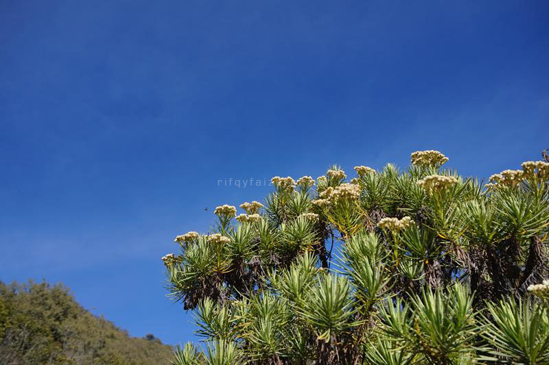 Edelweiss di Gunung Butak