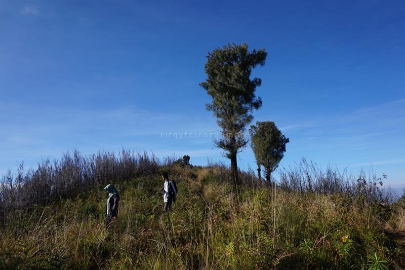 Vegetasi yang tumbuh di puncak Butak