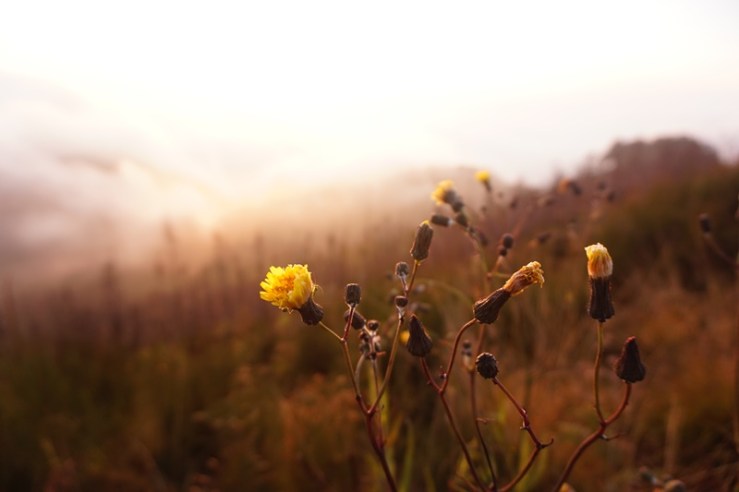 Vegetasi di puncak Gunung Butak